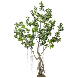 Τεχνητό Δέντρο Φίκος Ginseng 2770-6 250cm Green Supergreens Πολυαιθυλένιο,Ύφασμα