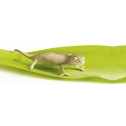 Διακοσμητικά Αυτοκόλλητα Chameleon 1919 23x68cm Green Kleine Wolke Πλαστικό