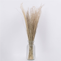 Μπουκέτο Αποξηραμένο Silverhairgrass 36545 60cm (Ακαθόριστος Αριθμός Τμχ) Beige Globostar
