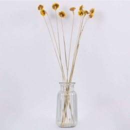 Μπουκέτο Αποξηραμένων Κλαδιών Strawflower 36531 70cm (Ακαθόριστος Αριθμός Τμχ) Beige-Yellow Globosta