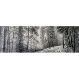 Πίνακας Καμβάς Δάσος 15-00-23571 150x50cm Grey Marhome Οριζόντιοι Ξύλο, Καμβάς