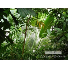 Φωτοταπετσαρία Dstandard A&G 0186Fts 360x254cm Green New Plan